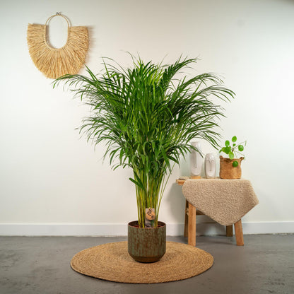 Goudpalm - Areca Palm (Dypsis Lutescens) - Ø21cm - ↕110cm