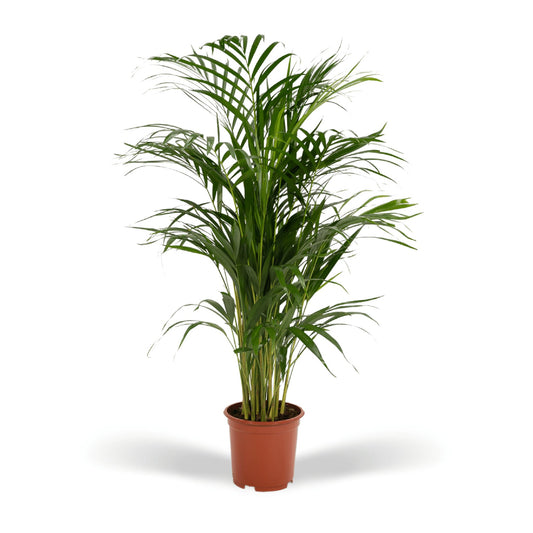 Goudpalm - Areca Palm (Dypsis Lutescens) - Ø19cm - ↕85cm