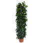Ficus Cyatistipula zuil - 220 cm - ø40