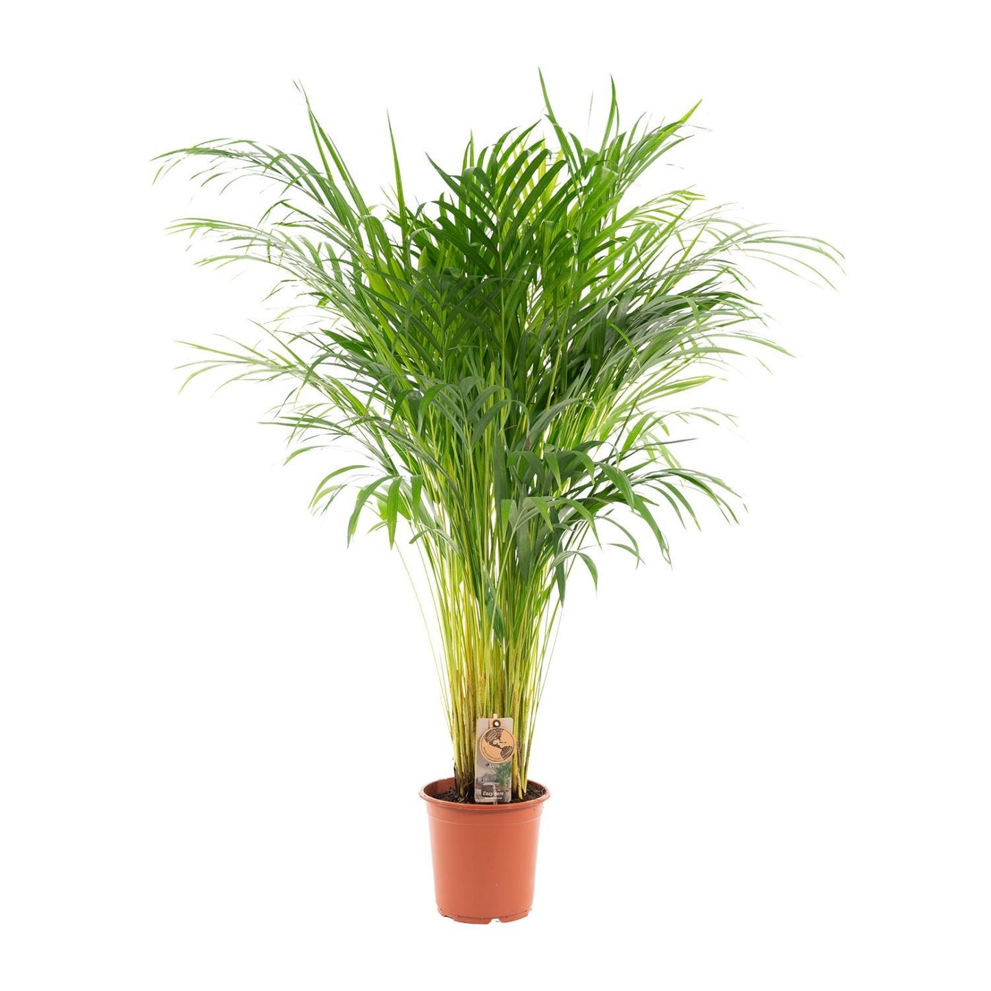 Goudpalm - Areca Palm (Dypsis Lutescens) - Ø21cm - ↕110cm