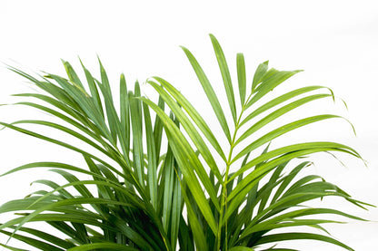 Dypsis Lutescens (Areca palm) 160 cm - ø24