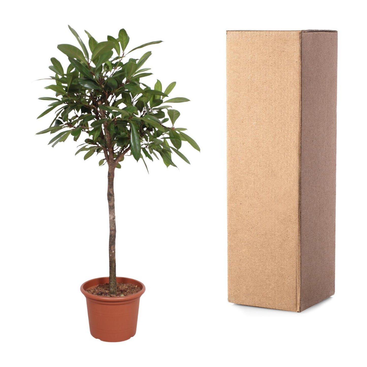 Ficus Cyathistipula-Baum – 180 cm – ø40