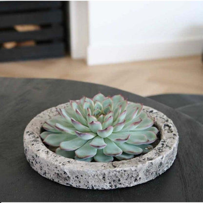 Wurzellose Sukkulente Echeveria Lilacina in Schale 'Concrete' Ø20 cm - ↕5 cm