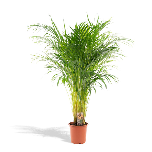 Goudpalm - Areca Palm (Dypsis Lutescens) - Ø21cm - ↕110cm