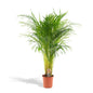 Goudpalm - Areca Palm (Dypsis Lutescens) - Ø21cm - ↕110cm