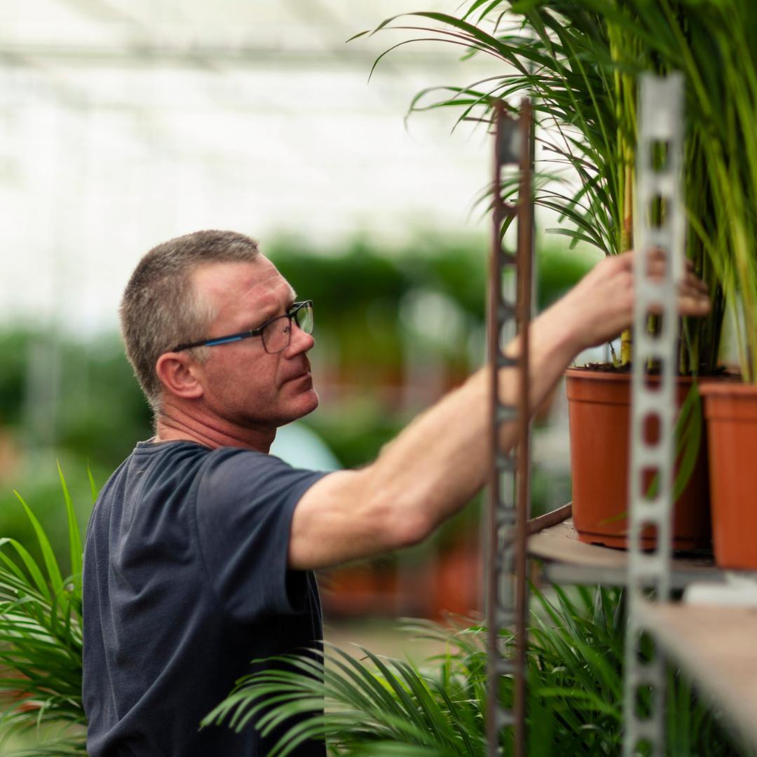 Areca palm with pot - ↨130cm - Ø24cm