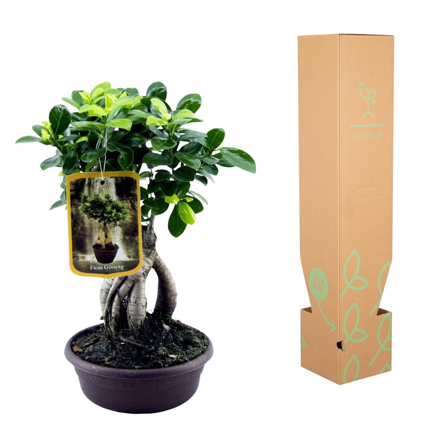 Urban Bonsai - Ficus Microcarpa Ginseng - 30 cm - Ø17cm
