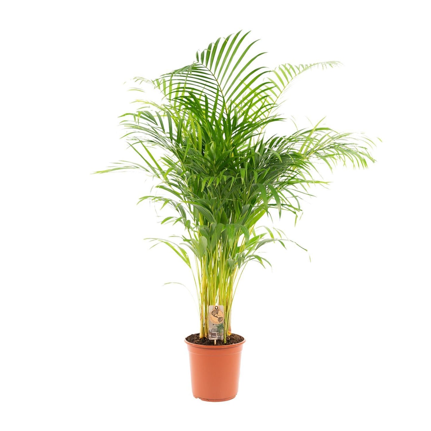 Areca palm - Ø24cm - ↕130cm