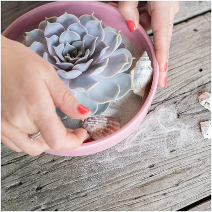 Wurzellose Sukkulente Echeveria Lilacina in Schale 'Pink' Ø20 cm - ↕5 cm