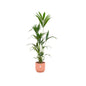 Kentia palm inclusief elho Vibes Fold Round roze - 160cm - Ø30