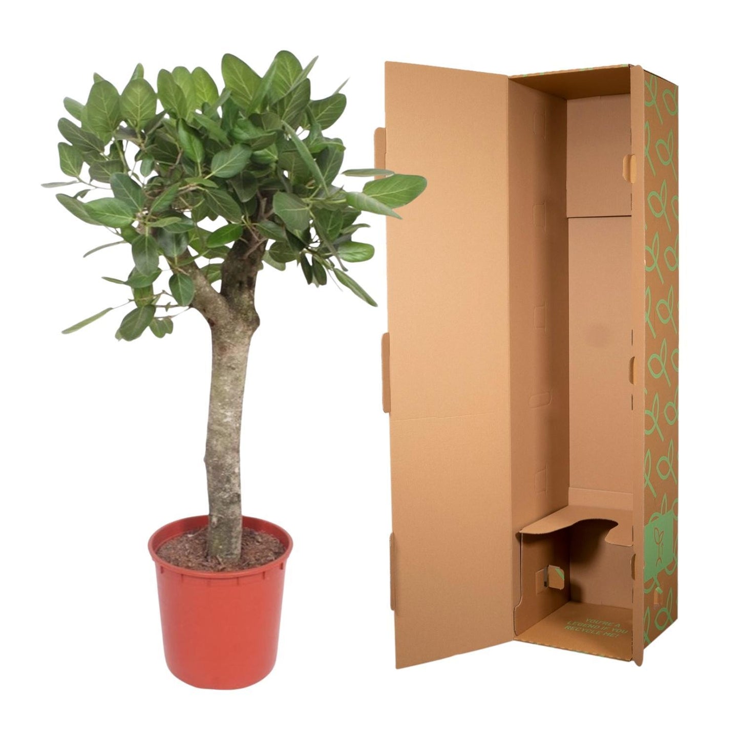 Ficus Benghalensis boom - 150 cm - ø34
