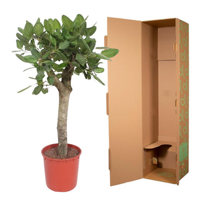 Ficus Benghalensis boom - 150 cm - ø34