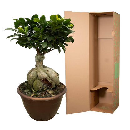 Urban Bonsai - Ficus Microcarpa Ginseng - 50 cm - Ø25cm