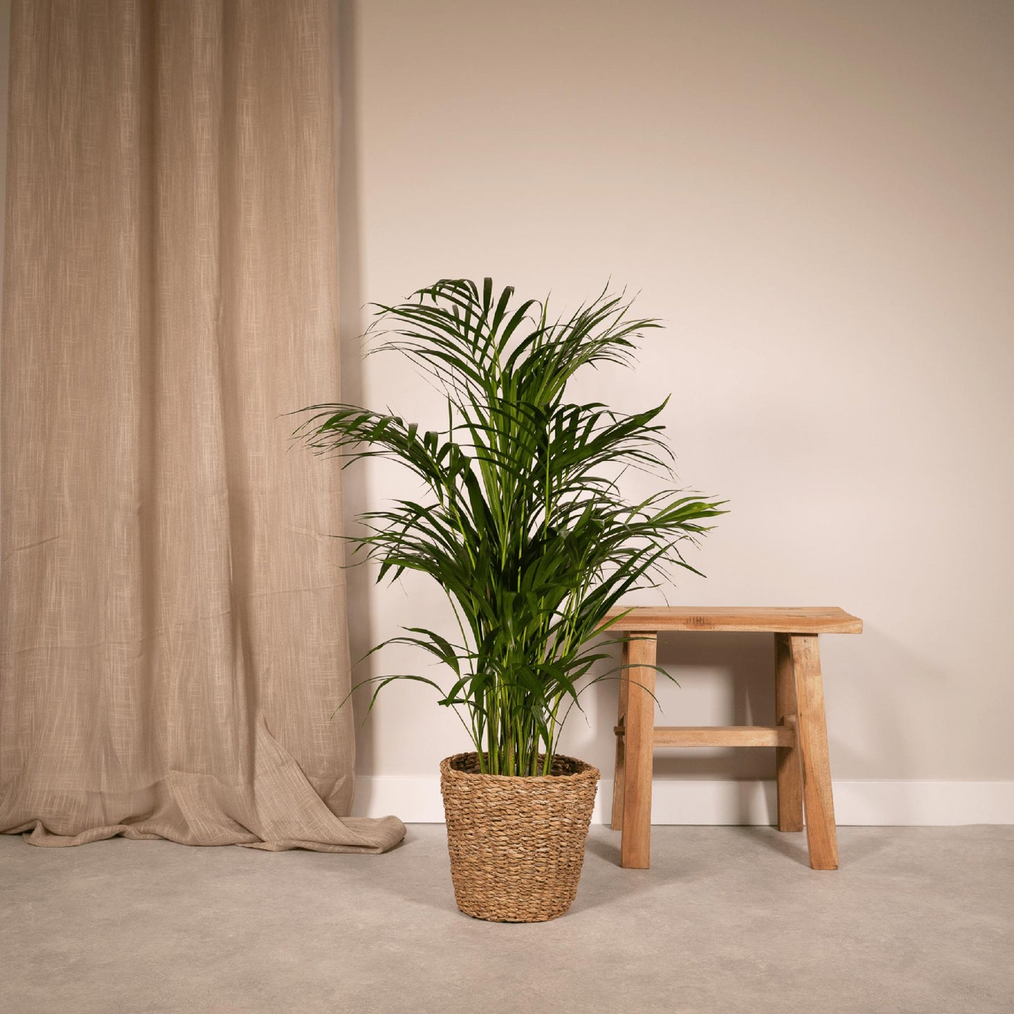 Golden Palm - Areca Palm (Dypsis Lutescens) - Ø19cm - ↕85cm