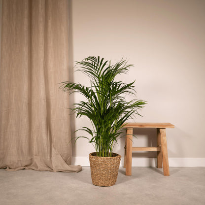 Golden Palm - Areca Palm (Dypsis Lutescens) - Ø19cm - ↕85cm