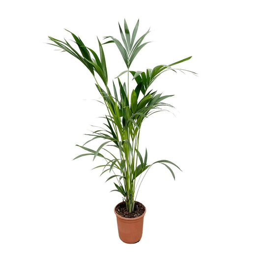 Kentia Palm - Howea Forsteriana - 160cm - Ø24