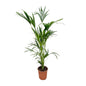 Kentia Palm - Howea Forsteriana - 160cm - Ø24