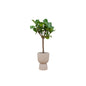 Combi deal - Ficus Lyrata boom inclusief elho Pure Coupe beige Ø41 - 210 cm