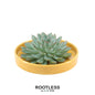 ROOTLESS Succulent Echeveria Pulidonis in schaal 'geel' Ø20 cm - ↕5 cm