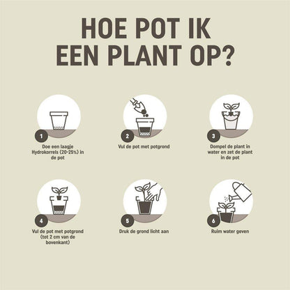 Pokon Blumenerde für Kakteen und Sukkulenten, 5 l